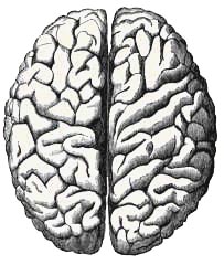 Hemispheric Specialization Biology Diagrams