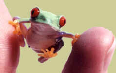 Red-eyed tree frog